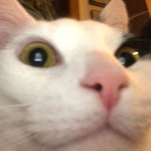 Meet your Posher, Cameron